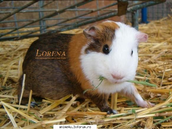 lumiere - Lumiere e super desteapta..o ador - Kiddy Grade